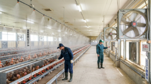 遮熱塗装や反射素材で処理された鶏舎の屋根、日射による熱侵入を防ぐ根本的な熱ストレス対策