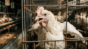 熱ストレスでパンティングする養鶏場の鶏