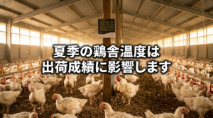 夏の暑さで苦しむブロイラー鶏舎内の様子と高温を示す温度計