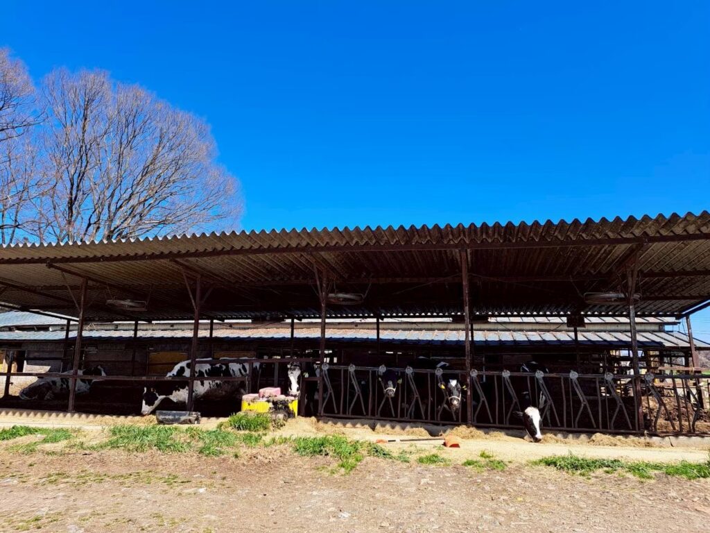 栃木県那須市 牛舎屋根の遮熱工事施工中｜サーモバリアによる暑熱対策