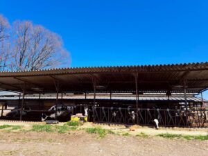 栃木県那須市 牛舎屋根の遮熱工事施工中｜サーモバリアによる暑熱対策